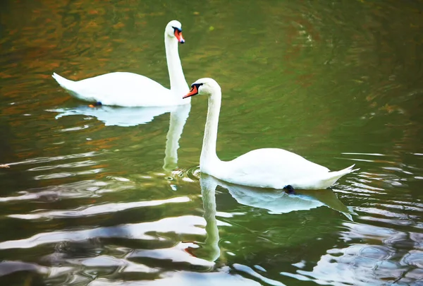 Amazing Two Swans Water Couple Autumn Fantastic October Park Moscow — стоковое фото