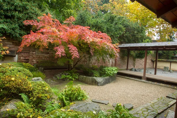 Kaiserslautern, Almanya 'da sonbaharda Japon bahçesinde kırmızı Japon akçaağacı. Taş ve kum bahçesi. (tüm bahçenin bir parçası)
