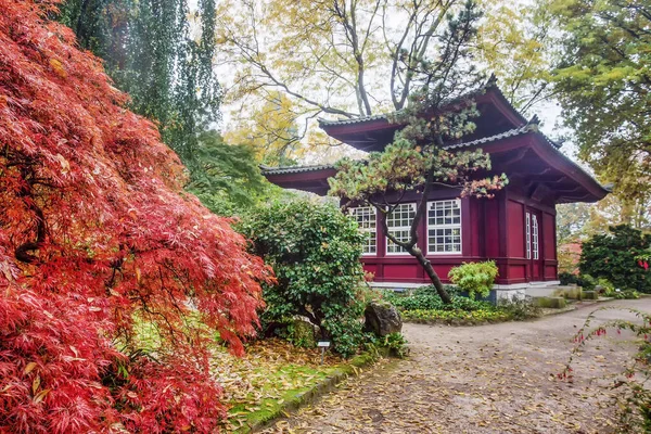 Kırmızı yapraklı Japon akçaağacı (ilkbahar ve yaz) ve Leverkusen 'deki Japon bahçesindeki pagoda binası