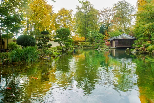Csodálatos Jelenet Koi Pontyok Vízben Japán Kertben Kaiserslautern Ősszel Napsütéses — Stock Fotó