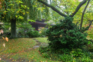 Muhteşem sonbahar doğası ve Kaiserslautern 'deki Japon bahçesindeki otantik çay evi. Turuncu ve sarı ağaç yaprakları - 