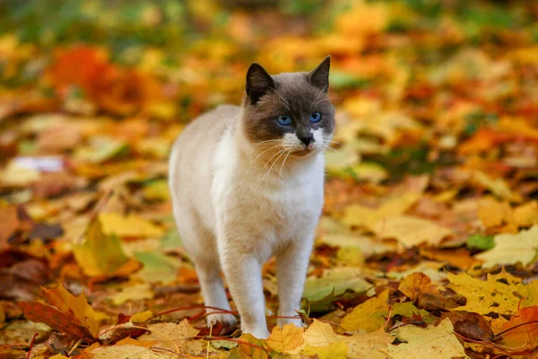 暹罗猫是俄罗斯的秋天背景橙色落叶蓝眼睛秋天背景 红色和橙色叶子 10月 俄罗斯 — 图库照片