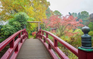 Leverkusen 'deki Japon bahçesinde inanılmaz renkli bir sonbahar. Kırmızı köprü ve yaprakların kırmızı ve sarı renkleri (Japon akçaağacı)