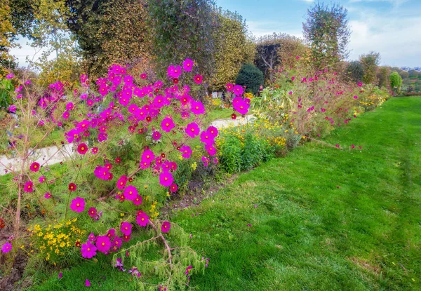 Fantastici Fiori Rosa Nel Giardino Delle Piante Parigi Autunno Francia — Foto Stock