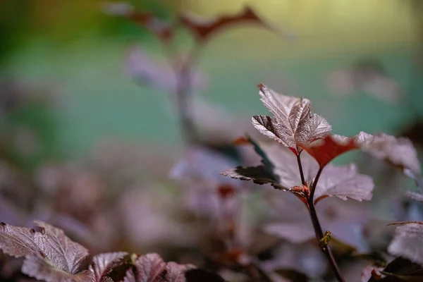 Red Leaf Bush Who Red Also Summer Spring Now September — Stock Photo, Image