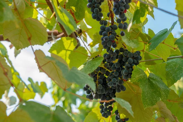 Kilka Czerwonych Winogron Gałęzi Rejonie Wielkiego Soczi Lazarevskoye Wsi Winogrona — Zdjęcie stockowe