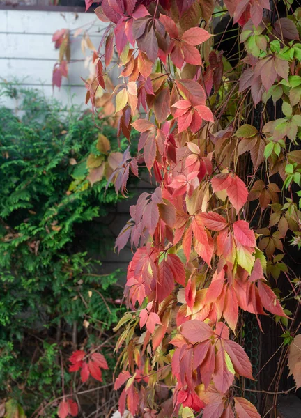 Red Leaves Autumn Russian Dacha Climbing Plant Early October — Stock Photo, Image