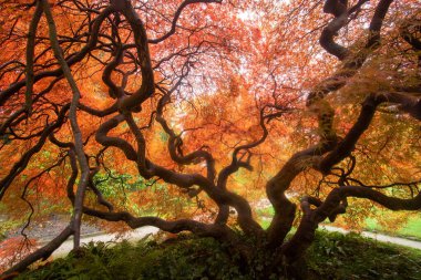 Japon akçaağacı (kırmızı yapraklı) Leverkusen Japon bahçesinde. Japon akçaağaç ağaçlarının bazı çeşitleri yıl boyunca kırmızıdır.