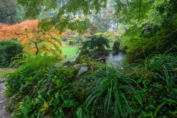 Idyllic View Small Pond Nature Tree Japanese Maple Grass Japanese — Stock Photo, Image