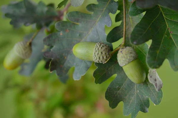 green acorns with oak leaves on branches close up in front of blurry other leaves at the oak tree