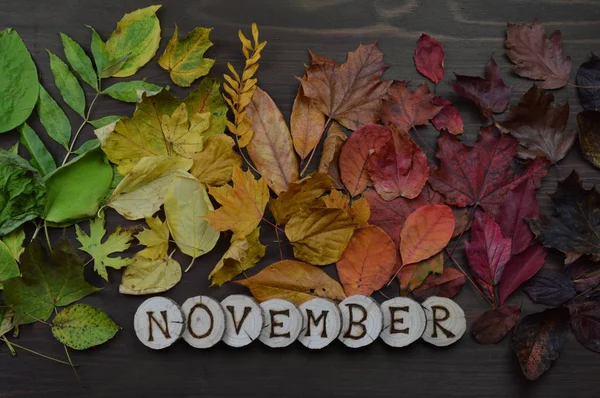 colorful autumn leaves in color gradient on brown wood with the word NOVEMBER in wooden pieces