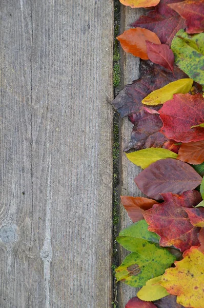Çok Renkli Sonbahar Yaprakları Eski Ahşap Plakalar Üzerine Kenarlığını — Stok fotoğraf