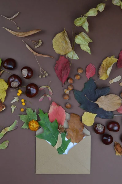Zarf Açık Renkli Yaprak Tohum Kestane Fındık Diğer Sonbahar Meyve — Stok fotoğraf