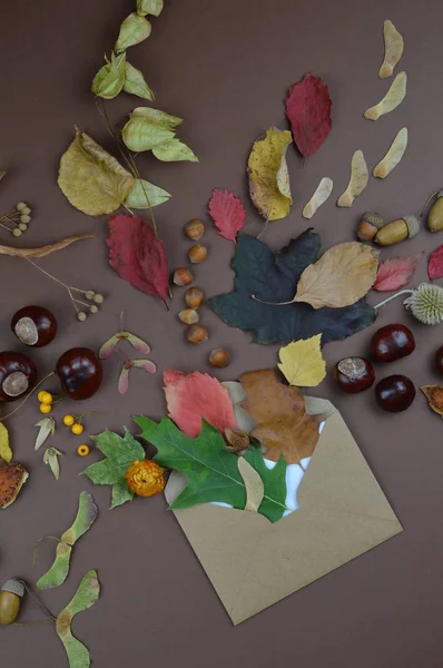 Zarf Açık Renkli Yaprak Tohum Kestane Fındık Diğer Sonbahar Meyve — Stok fotoğraf