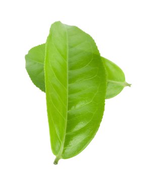 Beyaz arkaplanda izole çay yaprağı