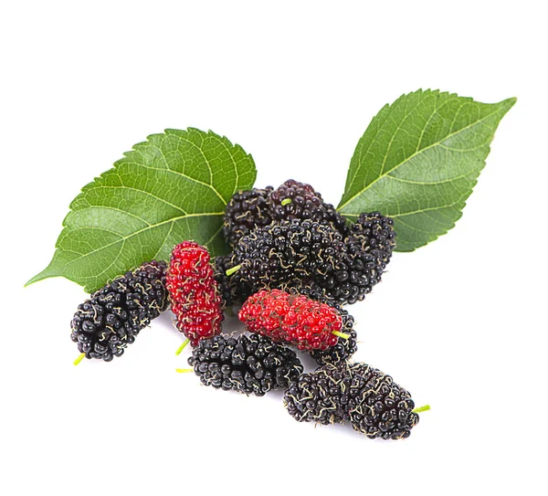 Färsk Mulberry Svart Mogna Och Röda Omogna Mullbär Grenen Träd — Stockfoto