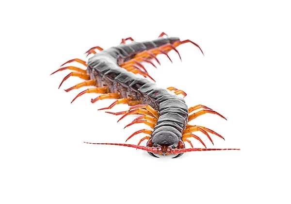 Centipede Isolated White Backgroun — Stock Photo, Image