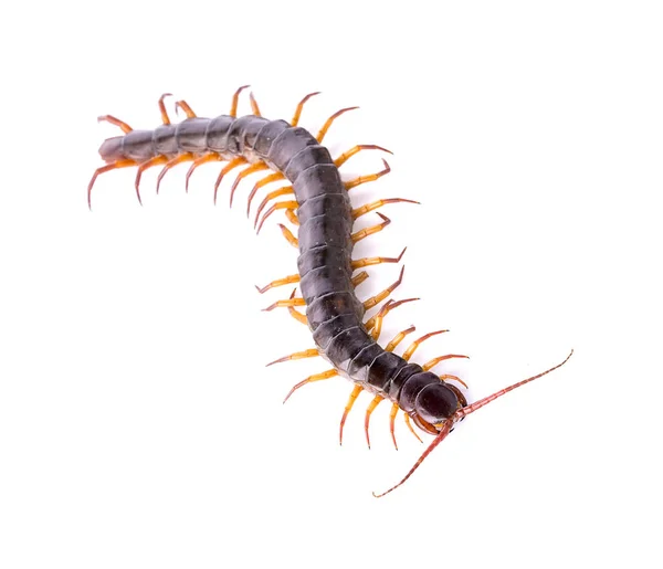 Centipede Isolerad Vit Bakgrund — Stockfoto