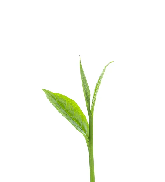 Hoja Verde Aislada Sobre Fondo Blanco — Foto de Stock