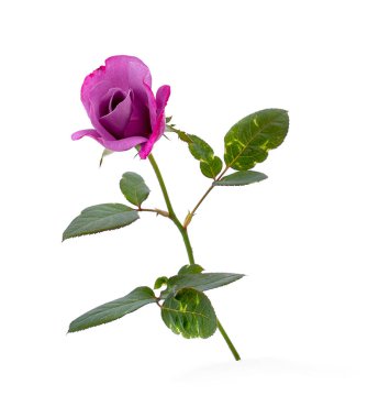 Beyaz arka plan üstten görünüm üzerinde pembe gül aranjmani