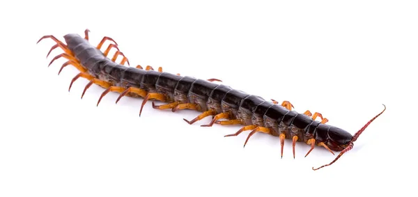 Centipede Isolerad Vit Bakgrund — Stockfoto