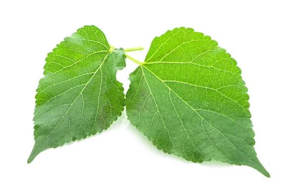 Foglie Gelso Isolato Sfondo Bianco — Foto Stock