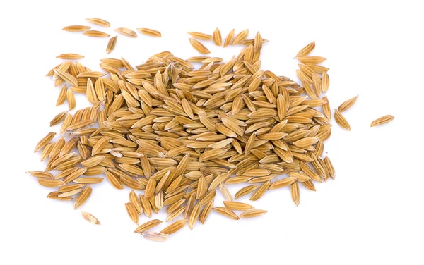 Paddy Rice Ears Paddy Rice White Background — Stock Photo, Image