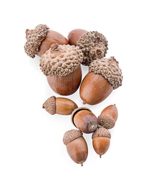 Beyaz arkaplanda meşe palamutları, kapatın