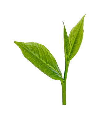 Yeşil çay yaprağı beyaza izole edilmiş.