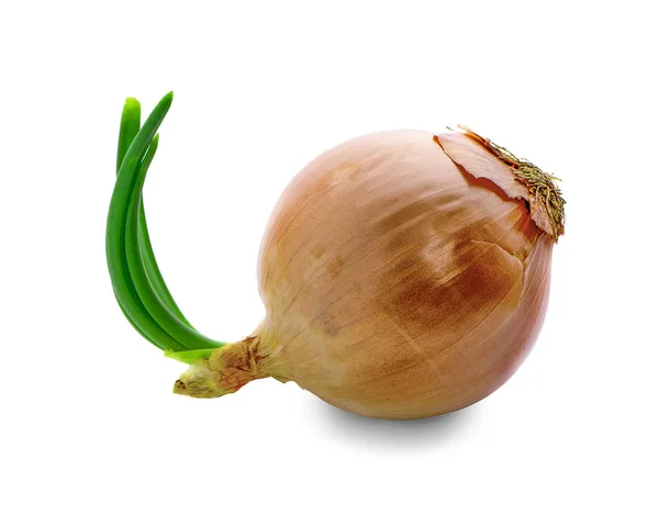 Onions Isolated White Background — Stock Photo, Image