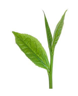 Beyaz arka plan üzerinde - görüntü izole yeşil çay yaprağı