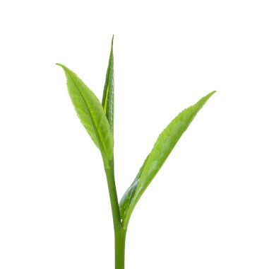 yeşil çay beyaz arka plan üzerinde - görüntü izole