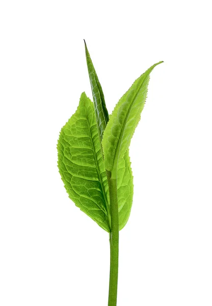 Зеленый Чайный Лист Белом Фоне Изображение — стоковое фото