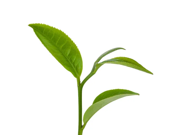 Зеленый Чай Изолирован Белом Фоне Образ — стоковое фото
