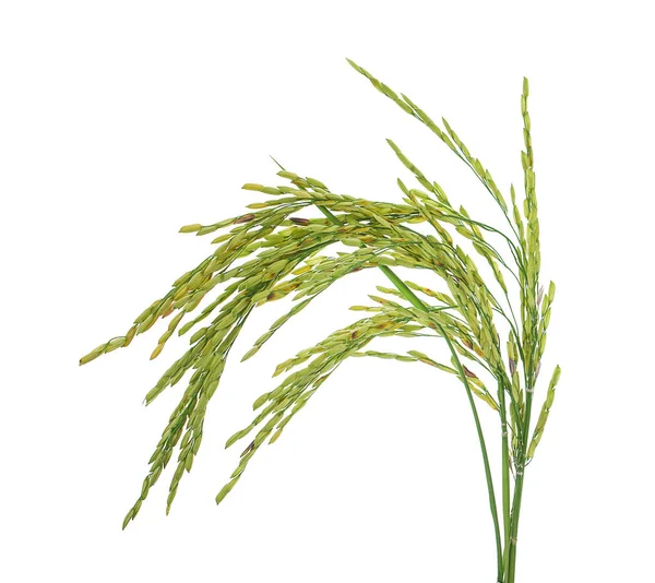 Fehér Alapon Izolált Friss Rizs Növény — Stock Fotó