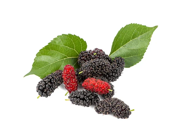 Mulberry Med Leaf Isolerad Vit Bakgrund — Stockfoto