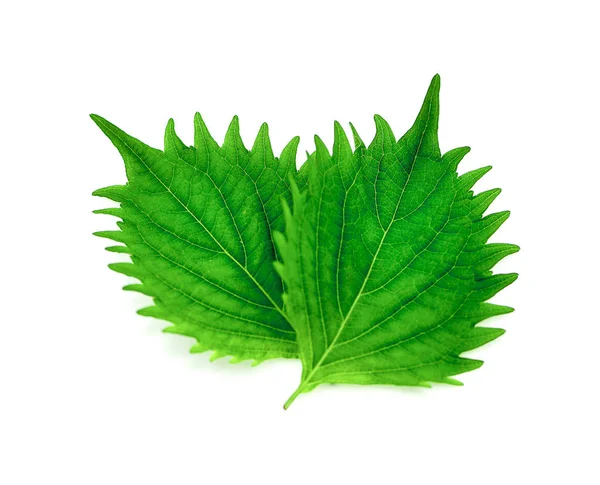 Foglia Shiso Verde Fresco Isolata Fondo Bianco — Foto Stock