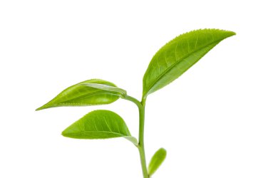 Beyaz arkaplanda yeşil çay yaprağı izole