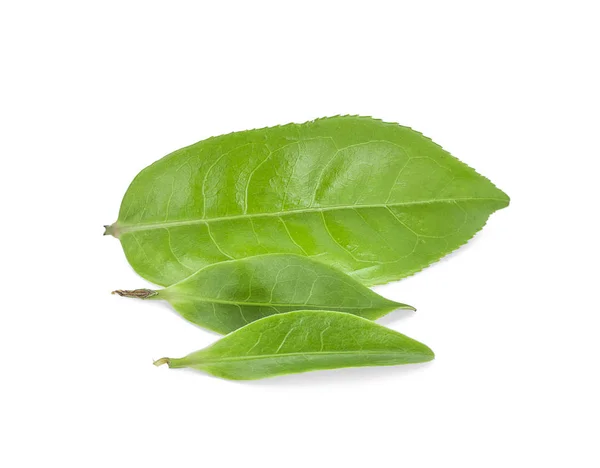 Hoja Verde Aislada Sobre Fondo Blanco — Foto de Stock