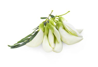 Beyaz Agasta, beyaz arka plan üzerinde Tay sebze 