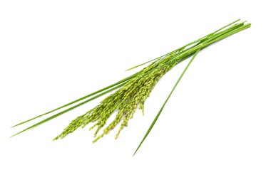 taze pirinç beyaz arka plan üzerinde izole