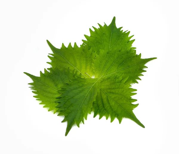 Feuille Shiso Vert Frais Sur Fond Blanc — Photo