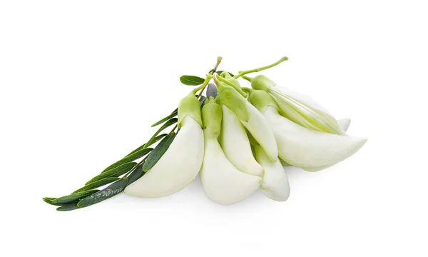 Белая Агаста Тайский Овощ Белом Фоне — стоковое фото