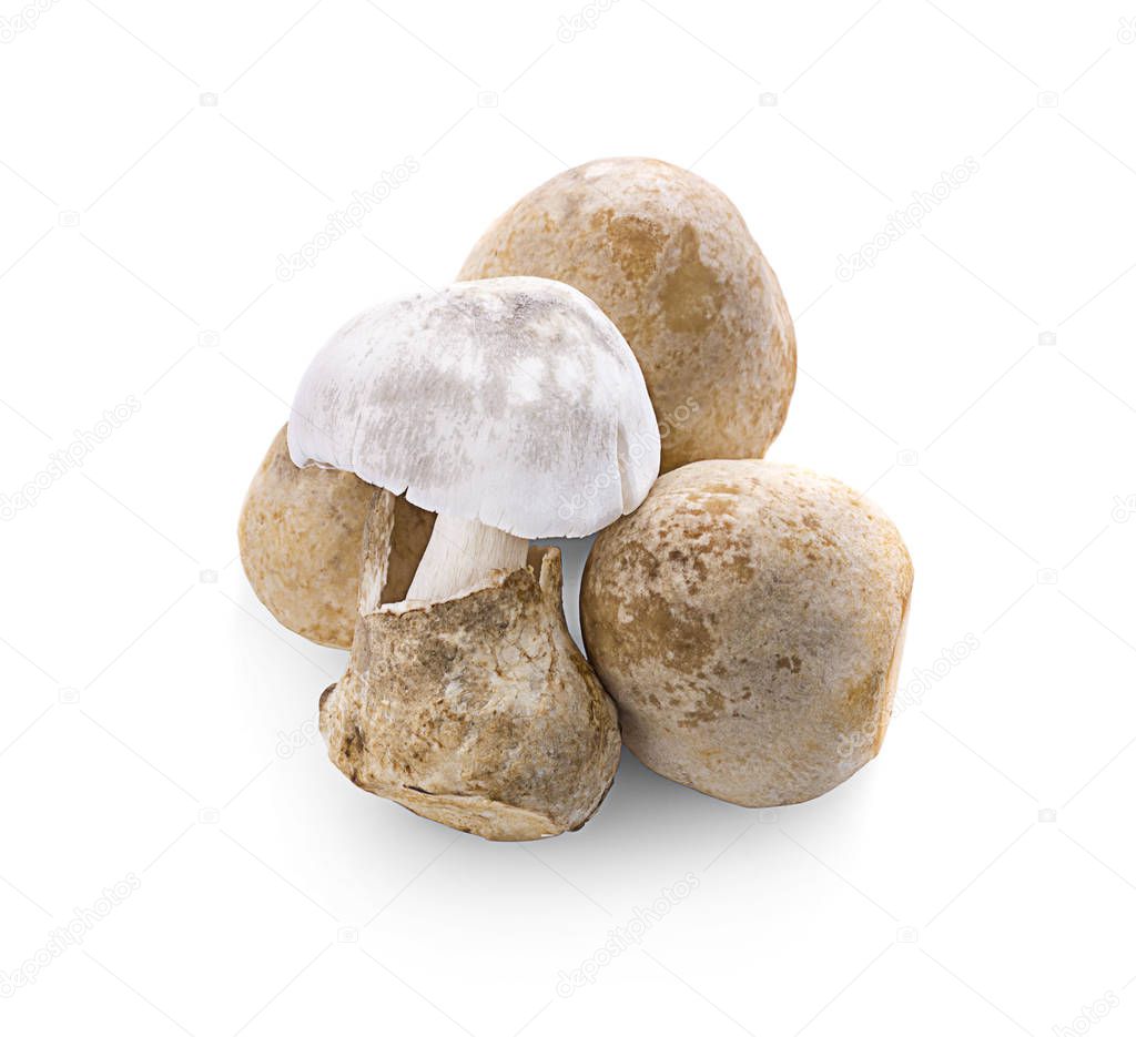 Straw mushrooms isolated on white background .