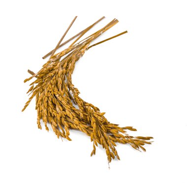 paddy, kulak, kulak Tay yasemin pirinç beyaz arka plan üzerinde izole