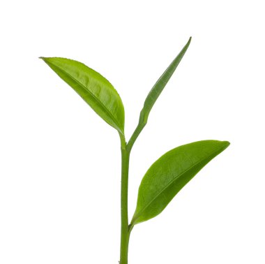 Beyaz arkaplanda yeşil çay yaprağı izole 