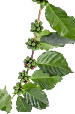 Beyaz arka planda izole kahve çekirdekleri 