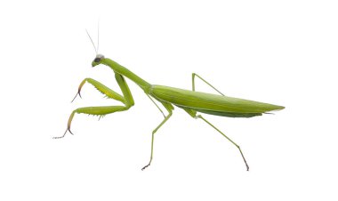 Beyaz arka plan üzerinde Praying mantis (Mantis bileğinde)