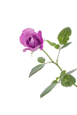 Beyaz arka plan üzerinde izole tek pembe Gül