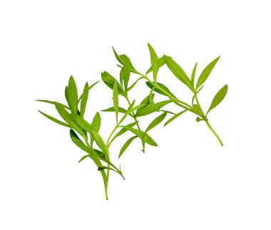 saz, beyaz arka plan üzerinde izole ot